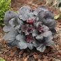 Purperklokje 'Black Sea'